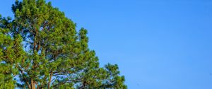 Preview wallpaper trees, sky, branches, nature