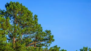 Preview wallpaper trees, sky, branches, nature
