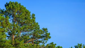 Preview wallpaper trees, sky, branches, nature