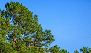 Preview wallpaper trees, sky, branches, nature
