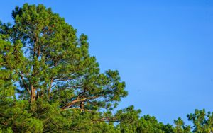 Preview wallpaper trees, sky, branches, nature