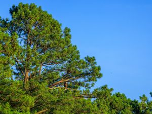 Preview wallpaper trees, sky, branches, nature