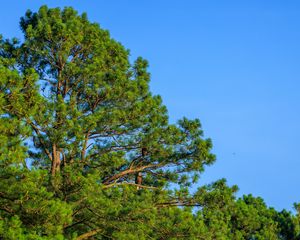 Preview wallpaper trees, sky, branches, nature