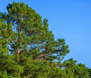 Preview wallpaper trees, sky, branches, nature