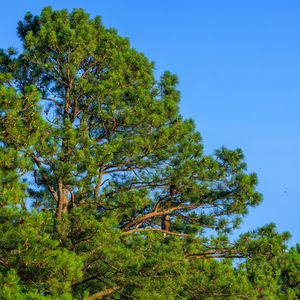 Preview wallpaper trees, sky, branches, nature