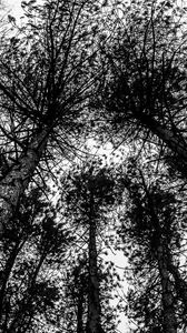 Preview wallpaper trees, sky, bw, forest