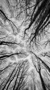 Preview wallpaper trees, sky, bw