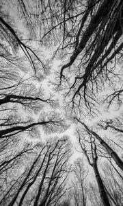 Preview wallpaper trees, sky, bw