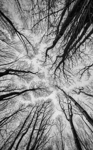 Preview wallpaper trees, sky, bw