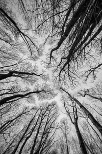 Preview wallpaper trees, sky, bw