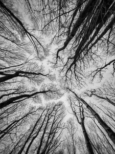 Preview wallpaper trees, sky, bw
