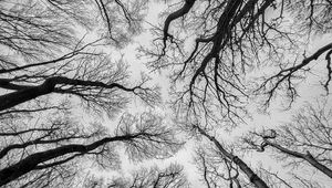 Preview wallpaper trees, sky, bw