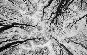Preview wallpaper trees, sky, bw