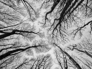 Preview wallpaper trees, sky, bw