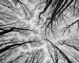 Preview wallpaper trees, sky, bw