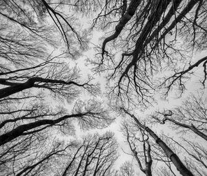 Preview wallpaper trees, sky, bw