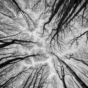 Preview wallpaper trees, sky, bw