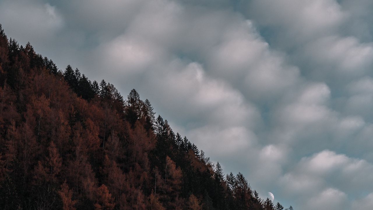 Wallpaper trees, sky, clouds, hill, evening