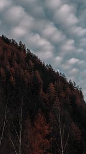 Preview wallpaper trees, sky, clouds, hill, evening