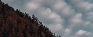 Preview wallpaper trees, sky, clouds, hill, evening