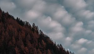 Preview wallpaper trees, sky, clouds, hill, evening