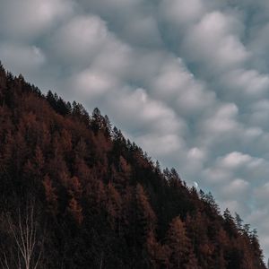 Preview wallpaper trees, sky, clouds, hill, evening