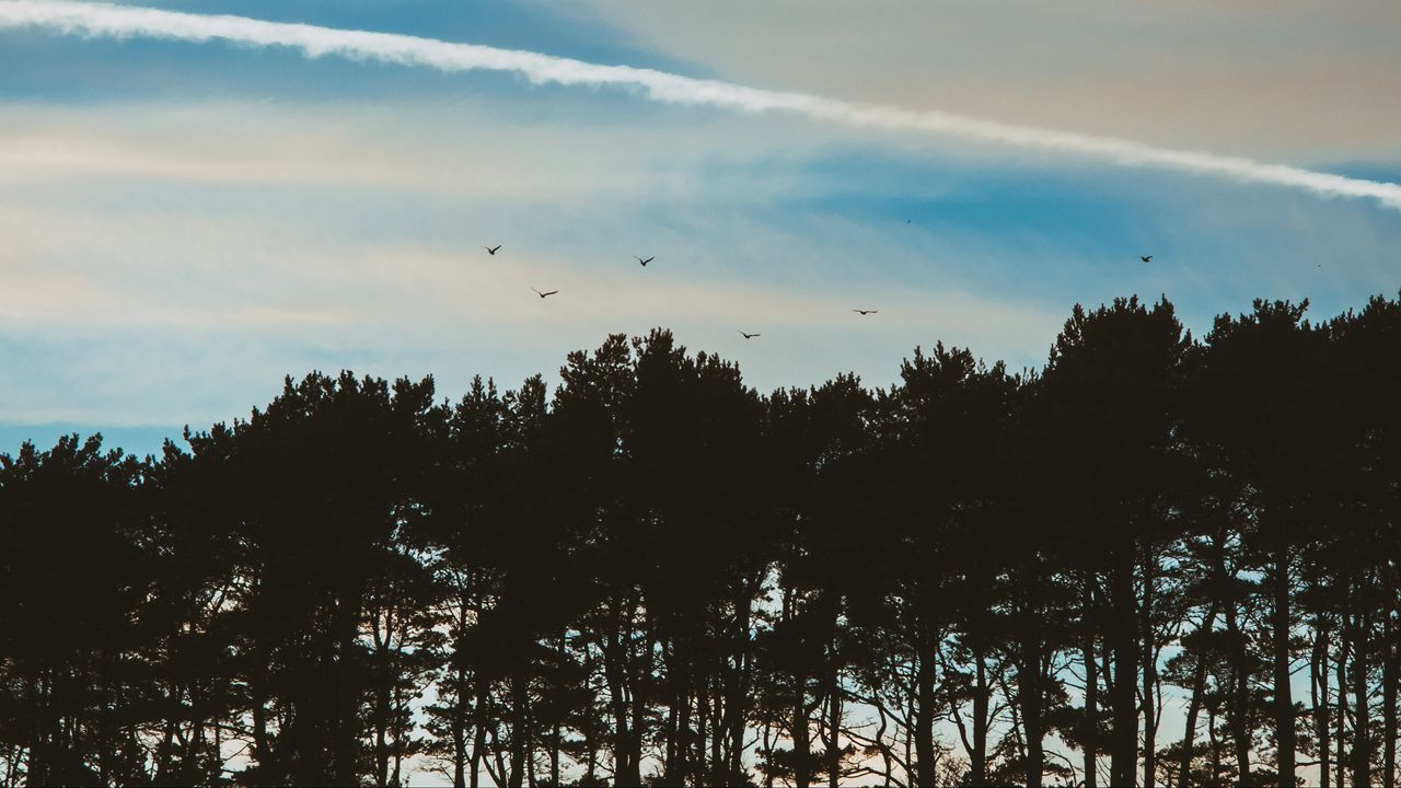 Wallpaper trees, sky, evening, birds