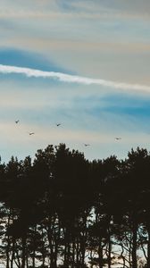 Preview wallpaper trees, sky, evening, birds