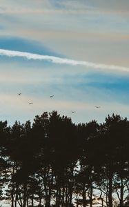 Preview wallpaper trees, sky, evening, birds