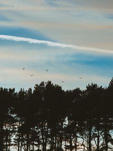 Preview wallpaper trees, sky, evening, birds