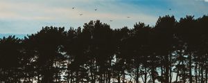 Preview wallpaper trees, sky, evening, birds