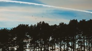 Preview wallpaper trees, sky, evening, birds