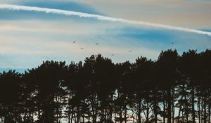 Preview wallpaper trees, sky, evening, birds