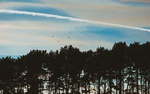 Preview wallpaper trees, sky, evening, birds