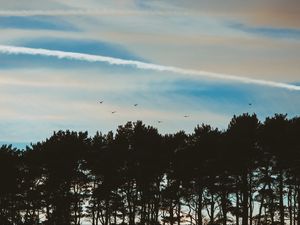 Preview wallpaper trees, sky, evening, birds