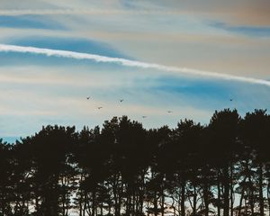 Preview wallpaper trees, sky, evening, birds