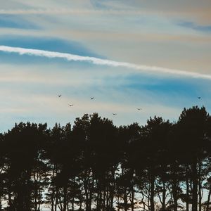 Preview wallpaper trees, sky, evening, birds