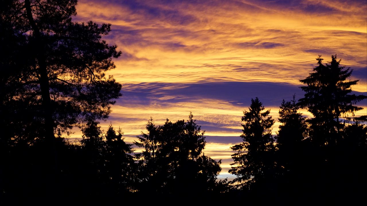 Wallpaper trees, sky, evening, clouds, outlines, twilight