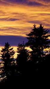 Preview wallpaper trees, sky, evening, clouds, outlines, twilight