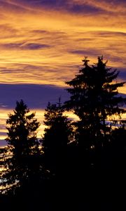 Preview wallpaper trees, sky, evening, clouds, outlines, twilight