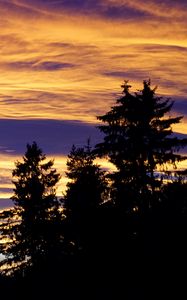 Preview wallpaper trees, sky, evening, clouds, outlines, twilight