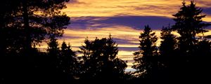 Preview wallpaper trees, sky, evening, clouds, outlines, twilight