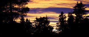 Preview wallpaper trees, sky, evening, clouds, outlines, twilight