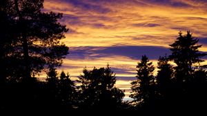 Preview wallpaper trees, sky, evening, clouds, outlines, twilight