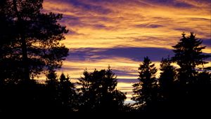 Preview wallpaper trees, sky, evening, clouds, outlines, twilight