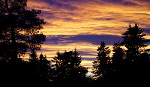 Preview wallpaper trees, sky, evening, clouds, outlines, twilight