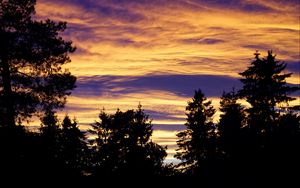 Preview wallpaper trees, sky, evening, clouds, outlines, twilight