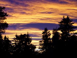 Preview wallpaper trees, sky, evening, clouds, outlines, twilight