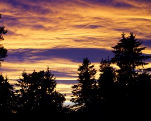 Preview wallpaper trees, sky, evening, clouds, outlines, twilight