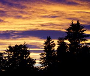 Preview wallpaper trees, sky, evening, clouds, outlines, twilight